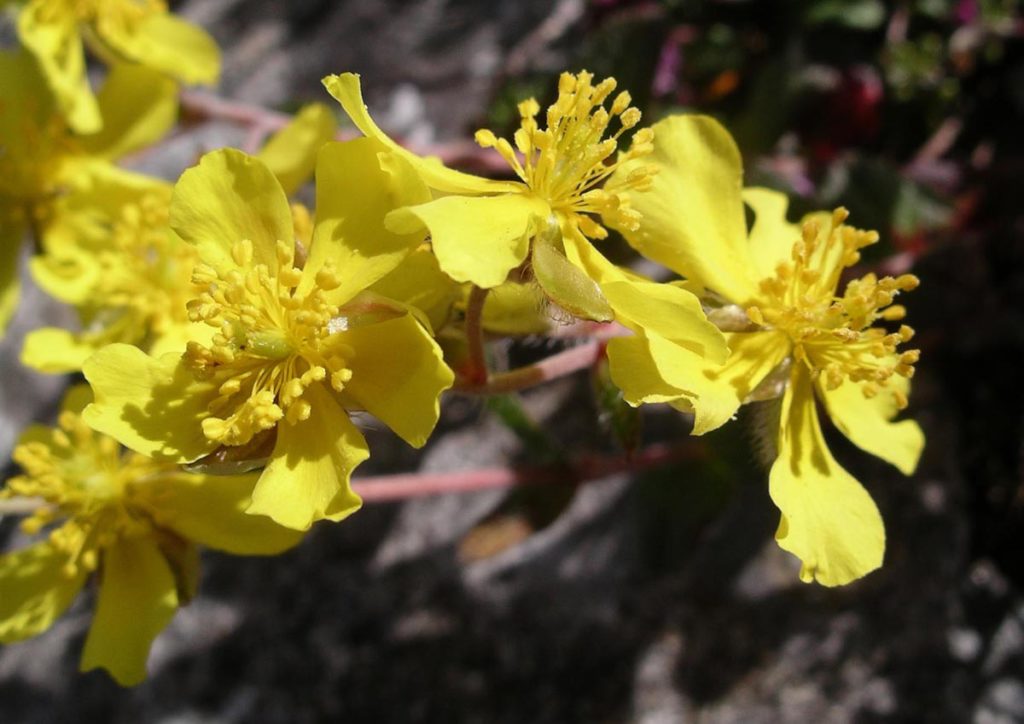 Rock Rose rawberta