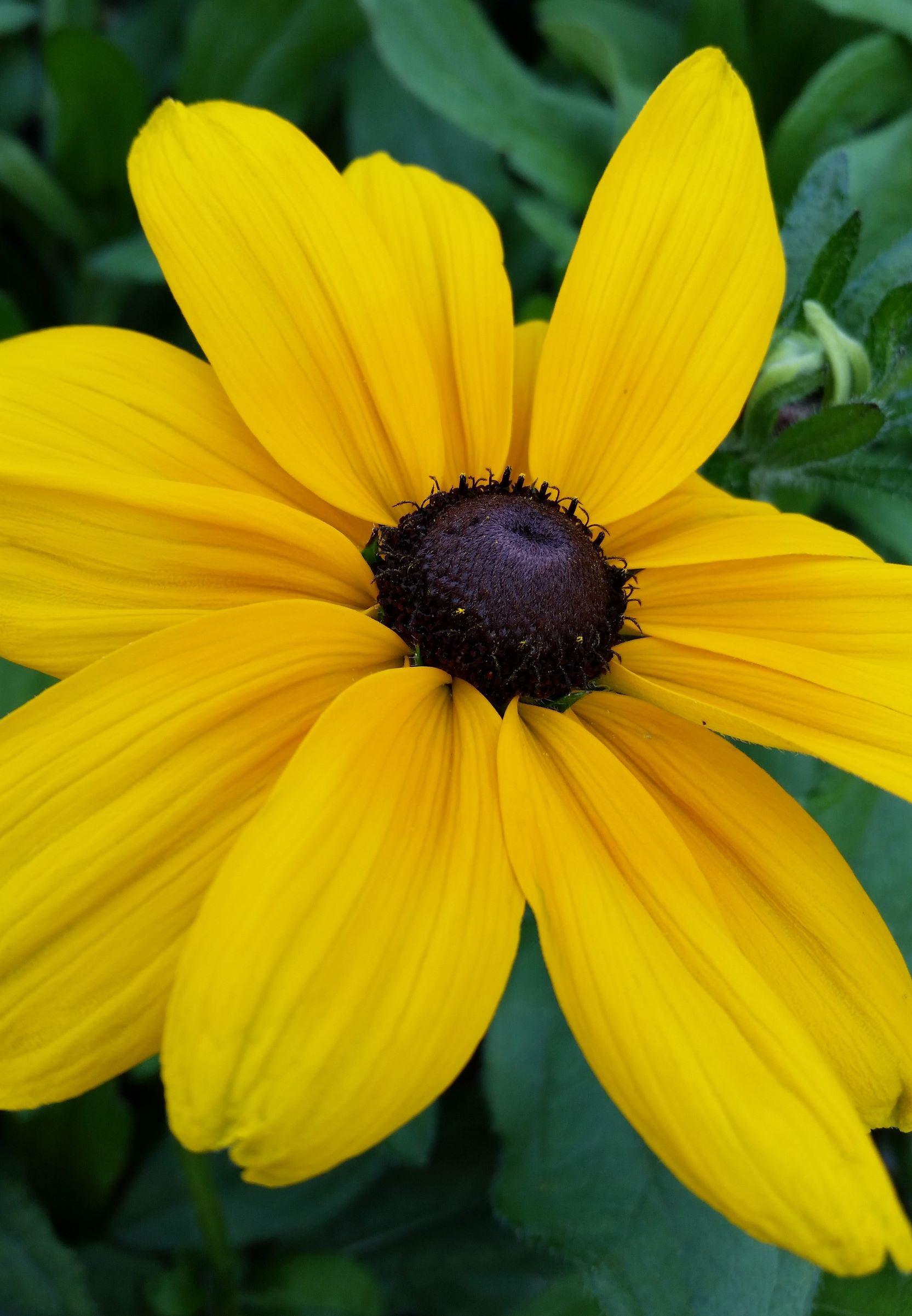 black-eyed-susan-rawberta